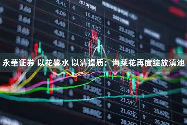 永華证券 以花鉴水 以清提质：海菜花再度绽放滇池
